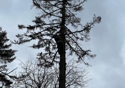 Cutting Down Tall Tree