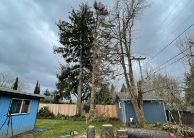 Cutting Down Tall Tree