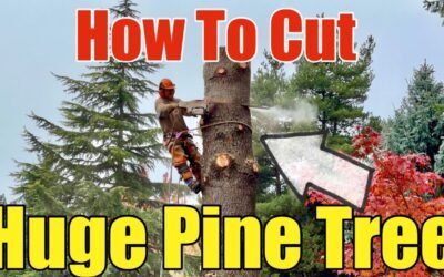 How To Cut/Remove A Large Pine Tree In The Pacific NW That Damaged A Public Sidewalk Step by Step