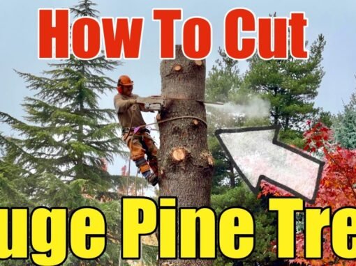 How To Cut/Remove A Large Pine Tree In The Pacific NW That Damaged A Public Sidewalk Step by Step