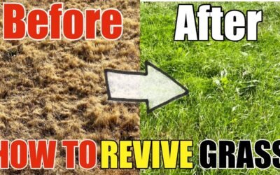 How to Revive Dead Grass Lawn: Step-by-Step Guide to Transform Dry Grass into Lush Green