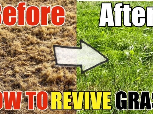 How to Revive Dead Grass Lawn: Step-by-Step Guide to Transform Dry Grass into Lush Green